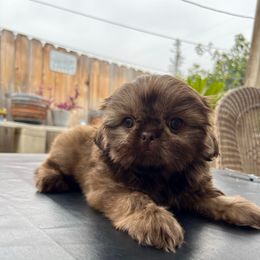 Honey - Liver female Shih Tzu puppy in Whittier, California from Socal Mother Of Shih Tzus