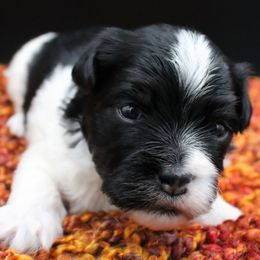 Salsa - Black and white male Havanese puppy in Hendersonville, North Carolina from Grayfinn House
