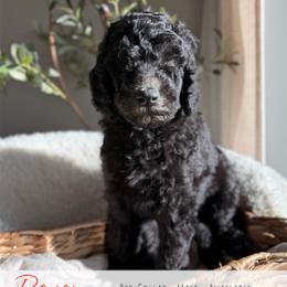 Red Boy - Black male Goldendoodle puppy in Carthage, Tennessee from Willows Doodles