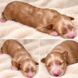 Lucy - Cream female Dachshund puppy in Exeter, California from Sawtooth Miniature Dachshunds