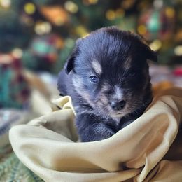 Cinderella - Black and tan female Companion Cross puppy in Decatur, Illinois from We R Puppies