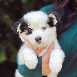 Lilo - Black and white female Pomsky puppy in Cleveland, Ohio from Lake Point Pomskies
