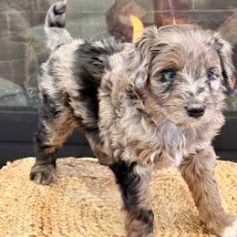Dozer - Blue merle male Aussiedoodle puppy in Talihina, Oklahoma from Lockhart Mini Aussies