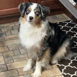 Australian Shepherds and Miniature Australian Shepherds from Kid’s Kingdom Australian Shepherds