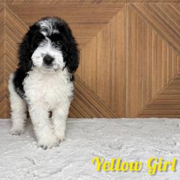 Yellow Girl - Black female Goldendoodle puppy in Modesto, California from Two Doods Doodles
