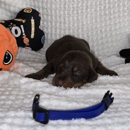 Blue Collar - Red and rust male Doberman Pinscher puppy in New Haven, Indiana from Desire Dobermans