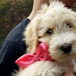 Girl 1 - Brown Bernedoodle puppy in Columbia, Missouri from Silver Creek Pups