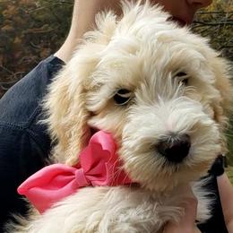 Girl 1 - Brown Bernedoodle puppy in Columbia, Missouri from Silver Creek Pups