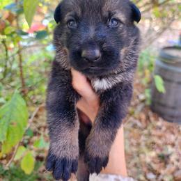 Mistletoe (green) - German Shepherd puppy from Reddington Shepherds