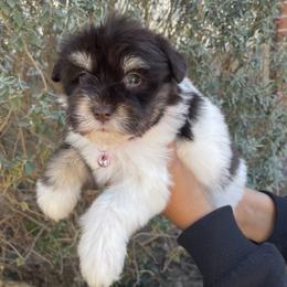 Miniature Schnauzer puppies from Genesis Tiny Schnauzers