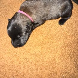 Dark pink - Mahogany female Belgian Malinois puppy in Saint Amant, Louisiana from Mercy Kennels