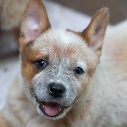 Boy 1 - Red speckled male Australian Cattle Dog puppy in Gatlinburg, Tennessee from Greenbrier