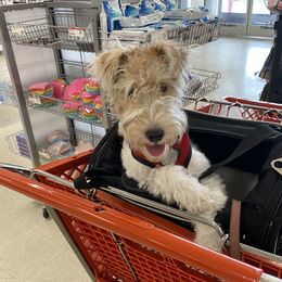Roxie - Wire Fox Terrier
