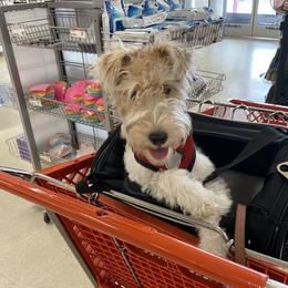 Roxie - Wire Fox Terrier