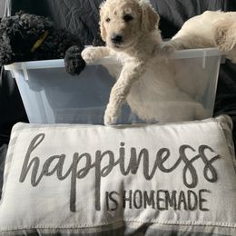 Goldendoodle Puppies from Luper Doodle LLC