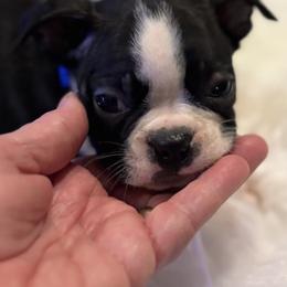 Joker - Black and white male Boston Terrier puppy in Covington, Georgia from Tuxedo Bostons of Atlanta