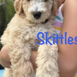 Skittles - male Golden Mountain Doodle puppy in Ormond Beach, Florida from Honeycomb Doodles