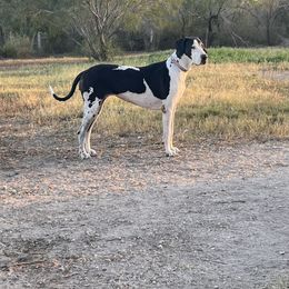 Raven - Harlequin female Great Dane puppy in Orange Grove, Texas from Shadow Veil Dane’s