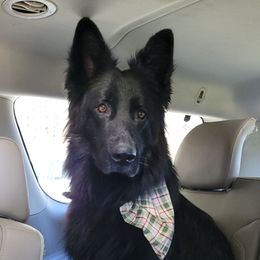 Cooper - German Shepherd