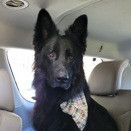 Cooper - German Shepherd