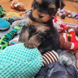 Yorkshire Terrier Puppies from Yorkie Puppies Redwood Ranch Chicago