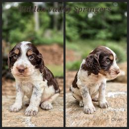 Oliver - Tri-Roan male English Springer Spaniel puppy in Westminster, South Carolina from Hidden Valley Springers