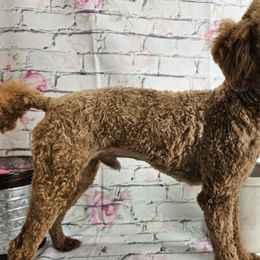 Aussiedoodles, Cavapoos, and Poodles from Perkins Pups