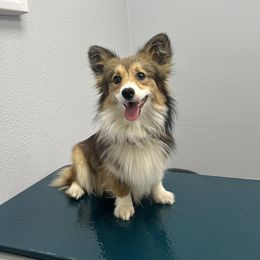 Maple - Pembroke Welsh Corgi