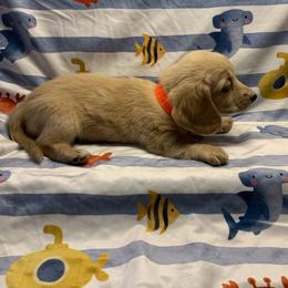 Girl 4 - Cream female Dachshund puppy in Vinton, Iowa from Lerch Family Dachshunds