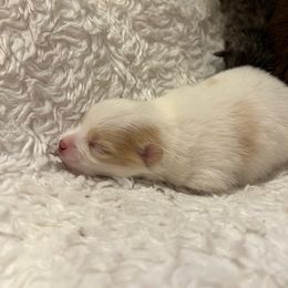 Biscuit - Cream parti male Pomeranian puppy in Plano, Texas from Pom Frenzy