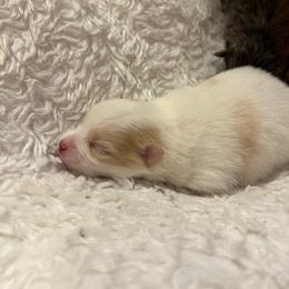Biscuit - Cream parti male Pomeranian puppy in Plano, Texas from Pom Frenzy