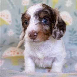 Reed - Dapple male Dachshund puppy in Maynardville, Tennessee from Grecian Kennel