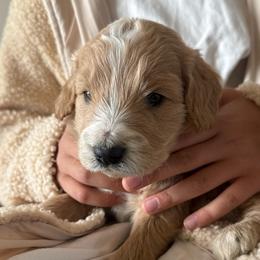 Archer - Cream male Goldendoodle puppy in Pasco, Washington from Elm Road Farms