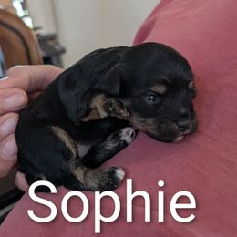 Sophie - Black and tan female Schnoodle puppy in Huron, Tennessee from Wilma's Paw-Paw Patch