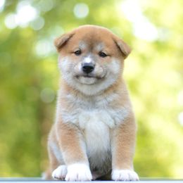 Aren - Red male Shiba Inu puppy in Neosho, Missouri from Sunny Terrace Shibas