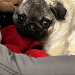 Pug Puppies from Triptych Kennels