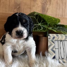 Norabel Fae - Black and white female Saint Berdoodle puppy in Mesa, Arizona from Desert Bohunk Doodles and Branded Bullies