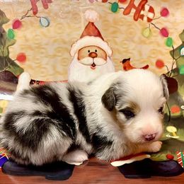 Australian Shepherds from Curry’s Australian Shepherds