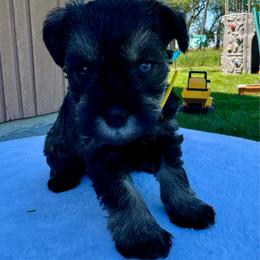 Yellow - Salt and pepper female Miniature Schnauzer puppy in Golden Ridge, Montana from Miniature Schnauzers