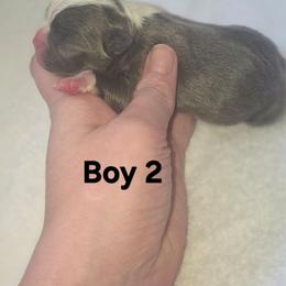 Boy 2 - Blue male Boston Terrier puppy in Ringgold, Georgia from A-K Boston Terriers