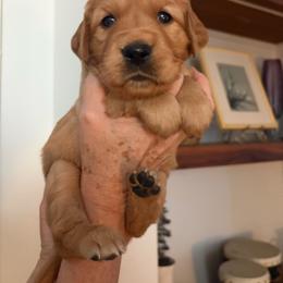 Cupcake - Dark golden female Golden Retriever puppy in Chico, California from Glenmac Goldens