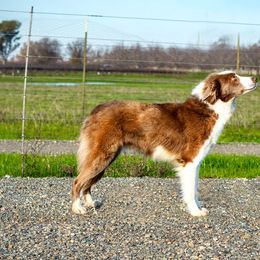 Prada - Border Collie
