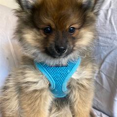 Boy 1 - Red sable Pomeranian puppy in New York from Tuft of Poms