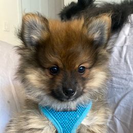 Boy 1 - Red sable Pomeranian puppy in New York from Tuft of Poms