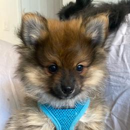 Boy 1 - Red sable Pomeranian puppy in New York from Tuft of Poms