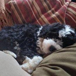 Bernedoodle Puppies from Kiya's Bernedoodles