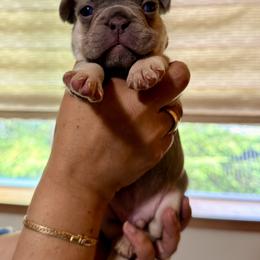 French Bulldog Puppies from Pawsitive Frenchies