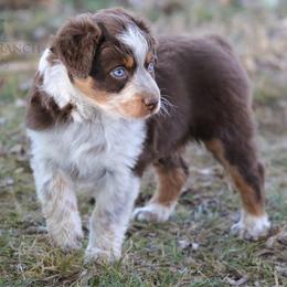 Girl 4 - Red tri-color female Australian Shepherd puppy in Athens, Alabama from SunSet Ranch Aussies