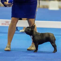 Stormy - French Bulldog