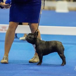 Stormy - French Bulldog